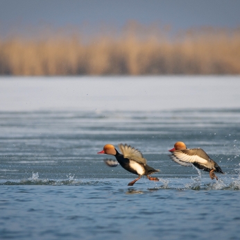 Migrația de toamnă